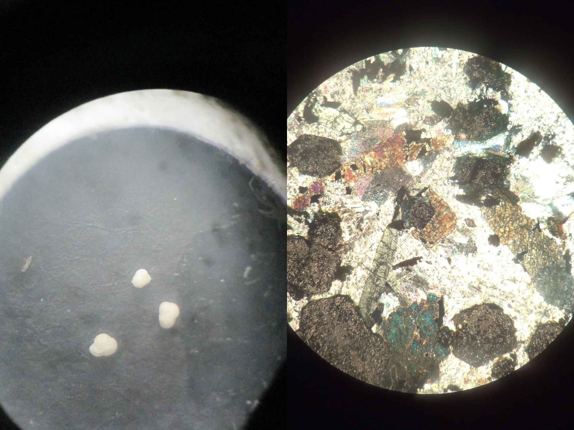 Paleontologi & Petrografi